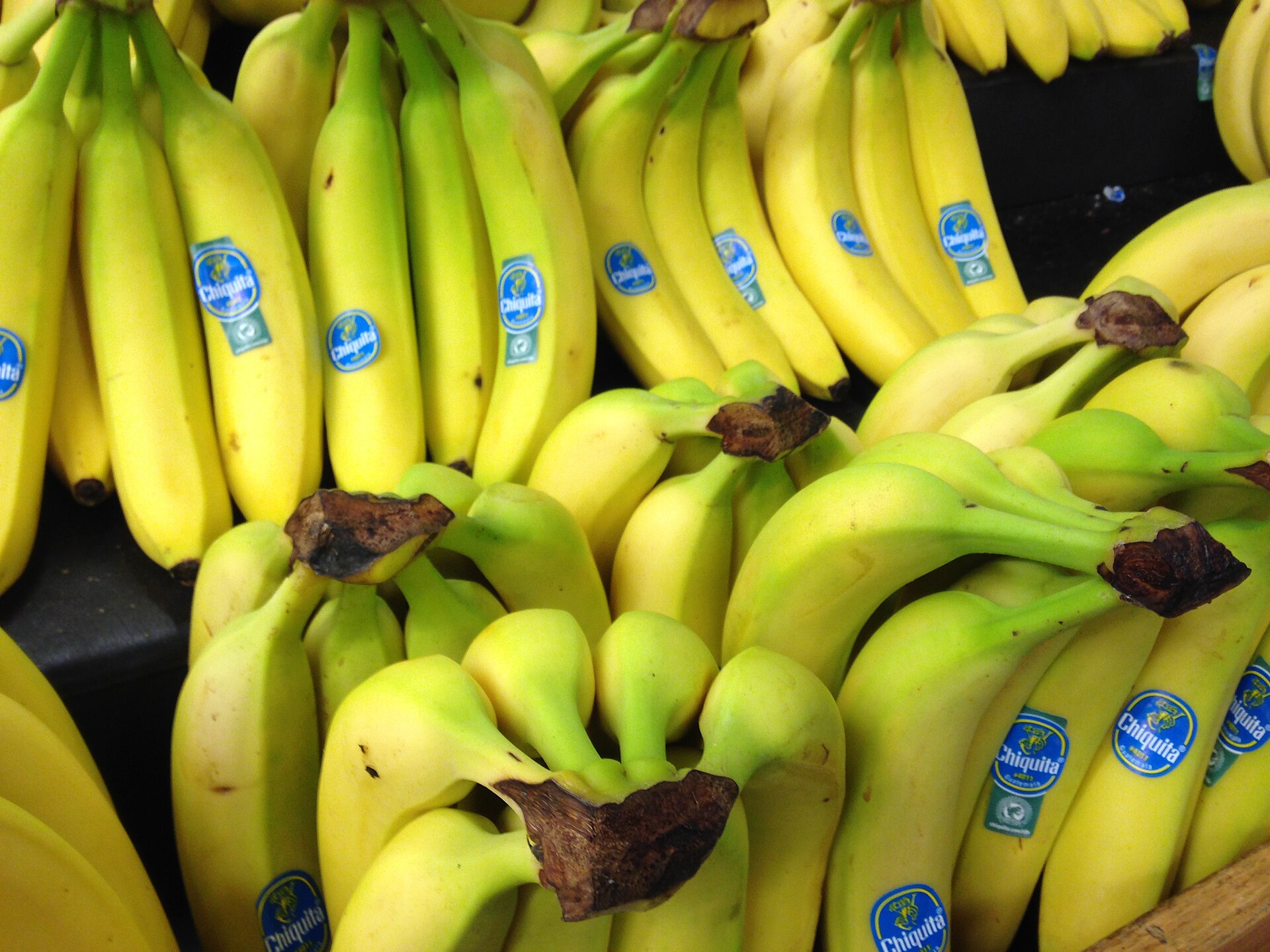 Imagem de referência relacionada a United Fruit Company, item descrito como companhia produtora e distribuidora de bananas