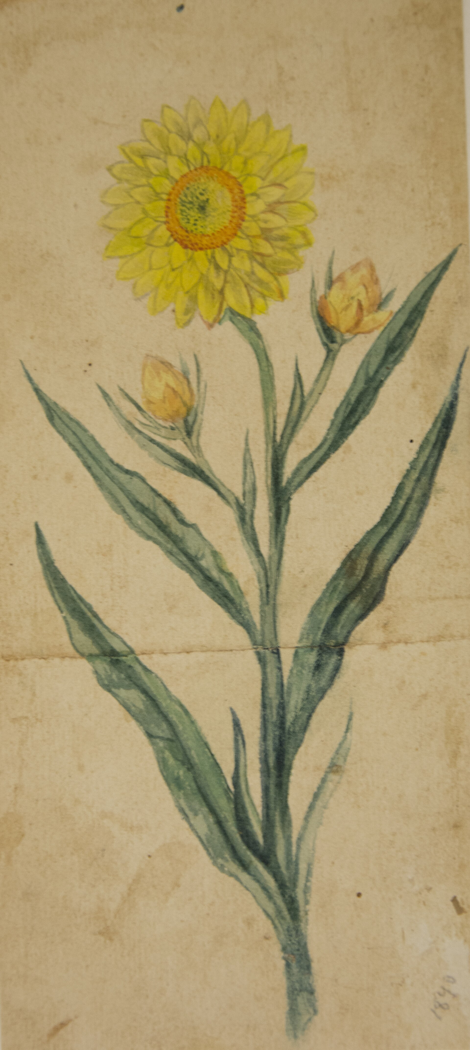 Imagem de referência de Desenho de Plantas - Álbum M A B A D - Prancha N.6, descrito nos dados abertos como pintura da coleção do Museu Paulista