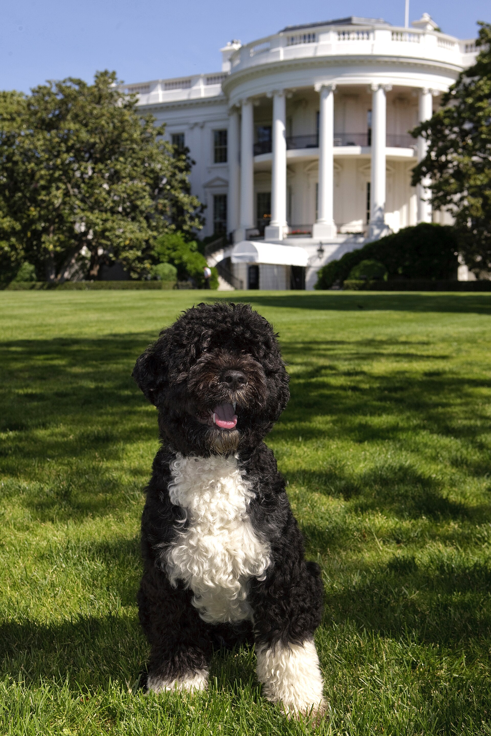 Imagem de referência de Bo, descrito nos dados abertos como cachorro de Barack Obama