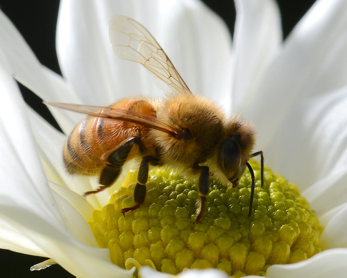 Mais de 800.000 abelhas foram roubadas em todo o norte remoto da Queensland em uma operação 'sophisticated' (sofisticada).