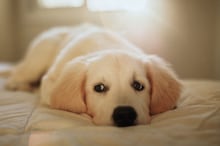 Primavera chegou e seu cachorro pode começar a soltar mais pelo pela casa; entenda