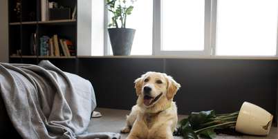 Deixar o cachorro sozinho por muitas horas pode fazer mal; entenda Foto: Freepik