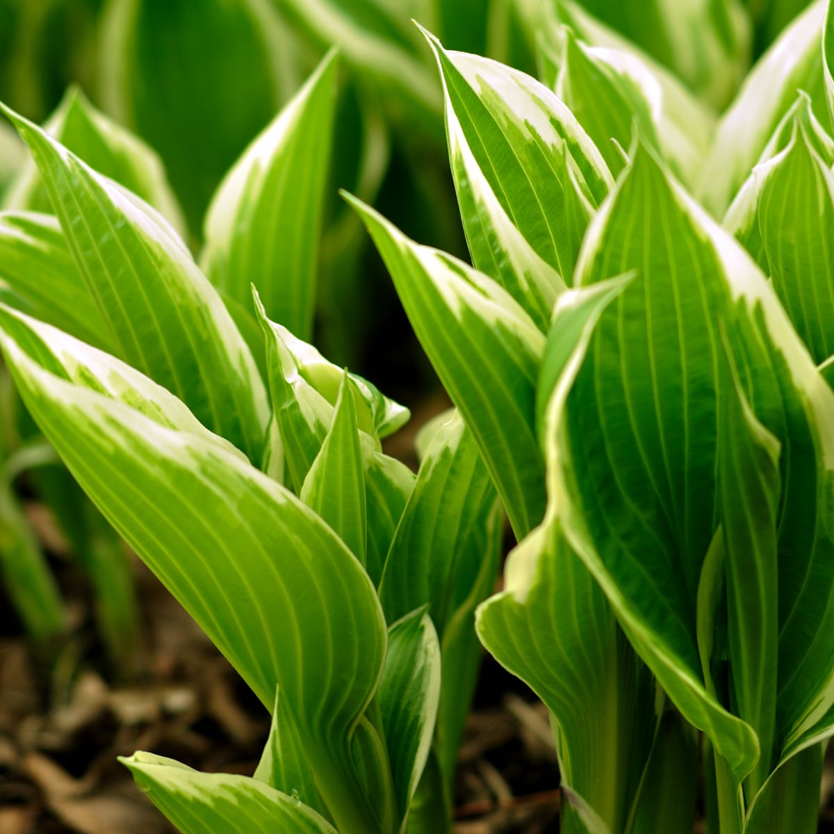 Depois de um verão ardente, escolho culturas resistentes para garantir o futuro do meu jardim