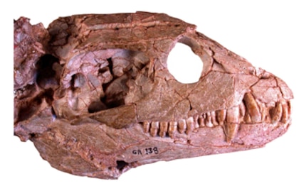 Como os dinossauros se diversificaram após a extinção ocorrida há 252 milhões de anos