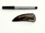 T. rex era de sangue quente? Dentes fossilizados ajudam a responder um dos mistérios dos dinossauros