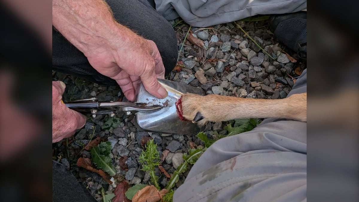Vancouver Island wildlife rescuers extract fawn’s foot from car mirror after almost 2 months