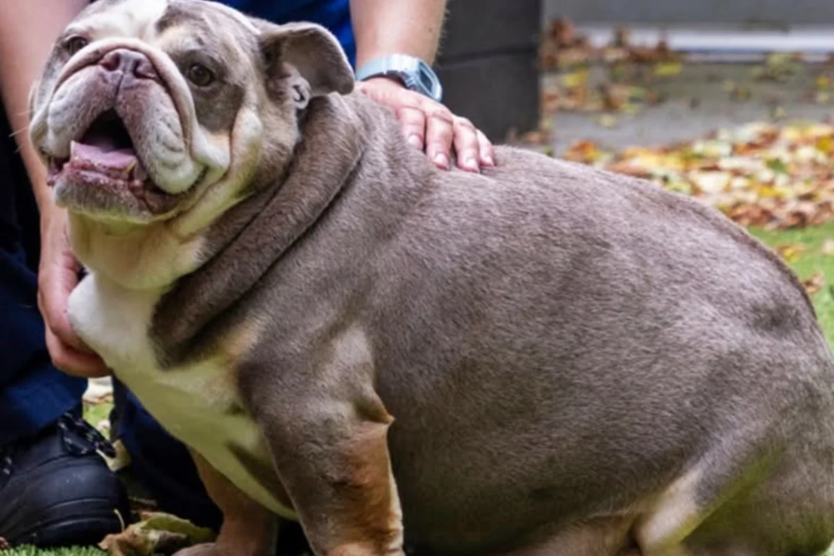 Cadela resgatada com peso de filhote de hipopótamo é adotada e perde 8 kg