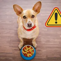 Alerta por alimento para perros con salmonela: estos son los 11 estados donde se vendió